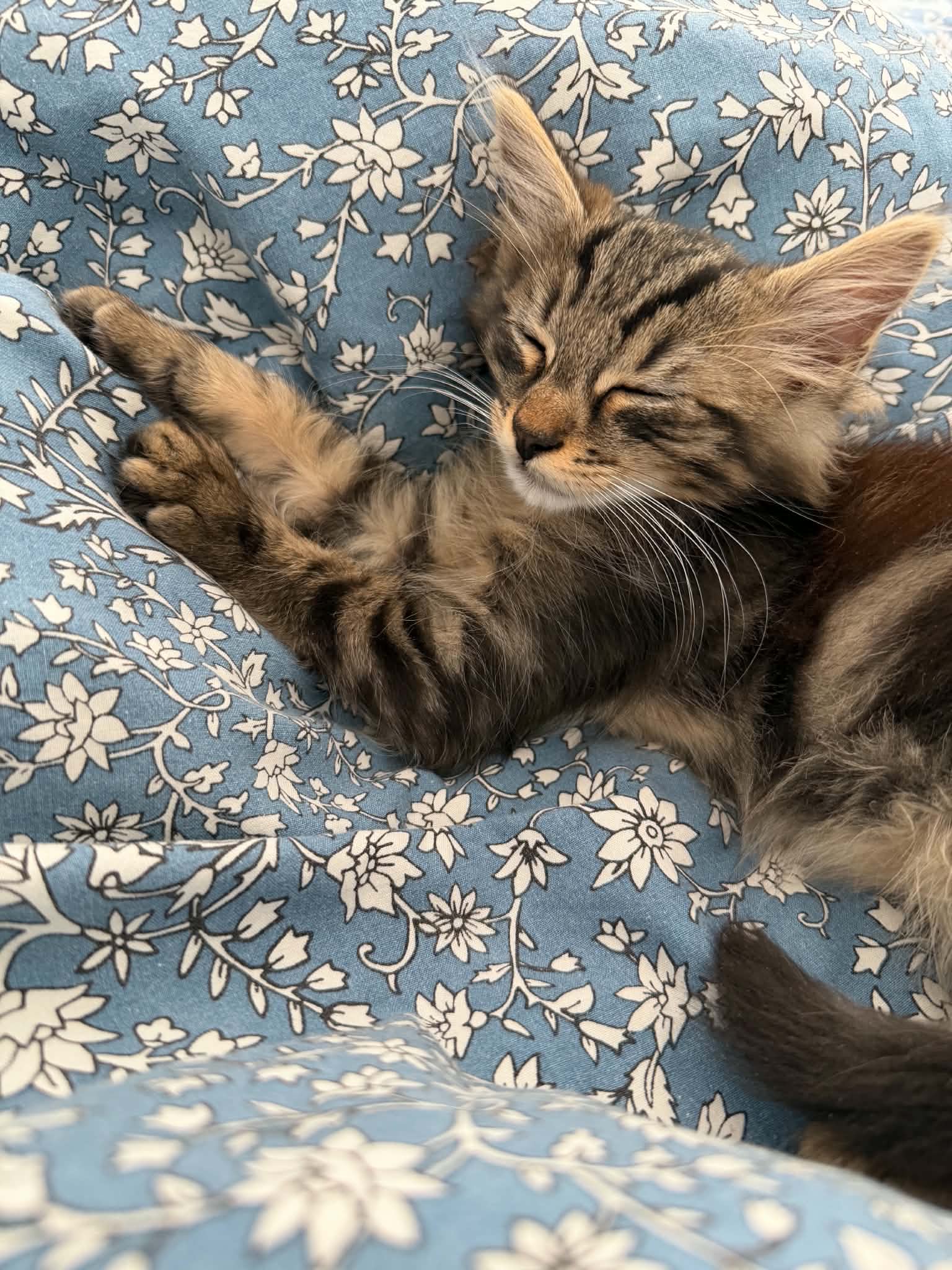 Photo du chat
