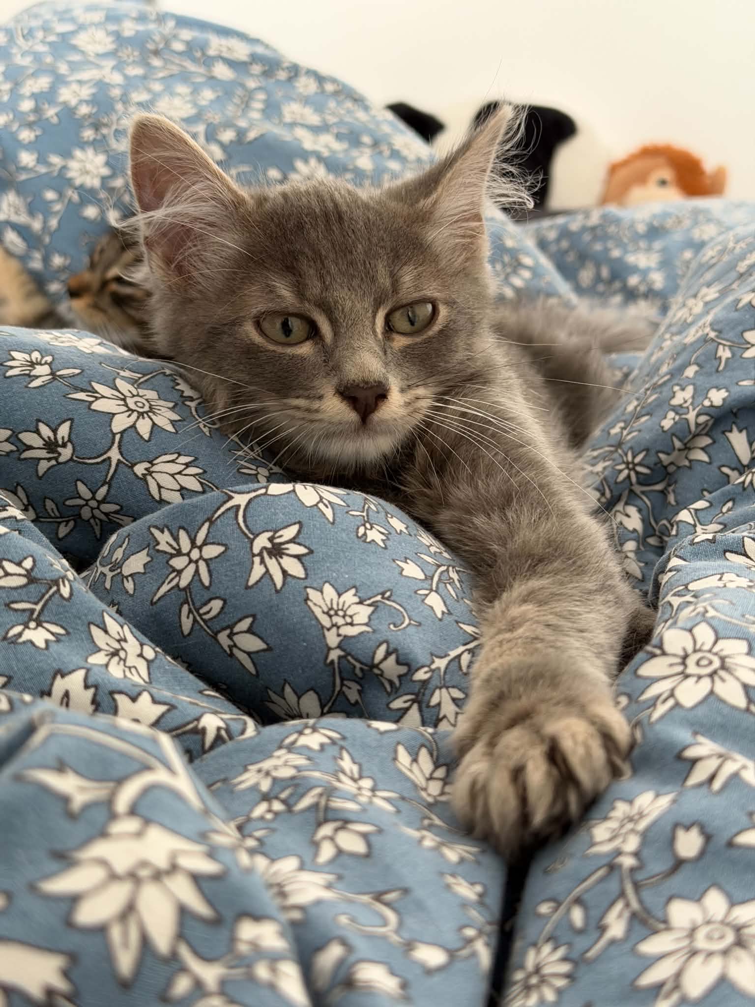 Photo du chat