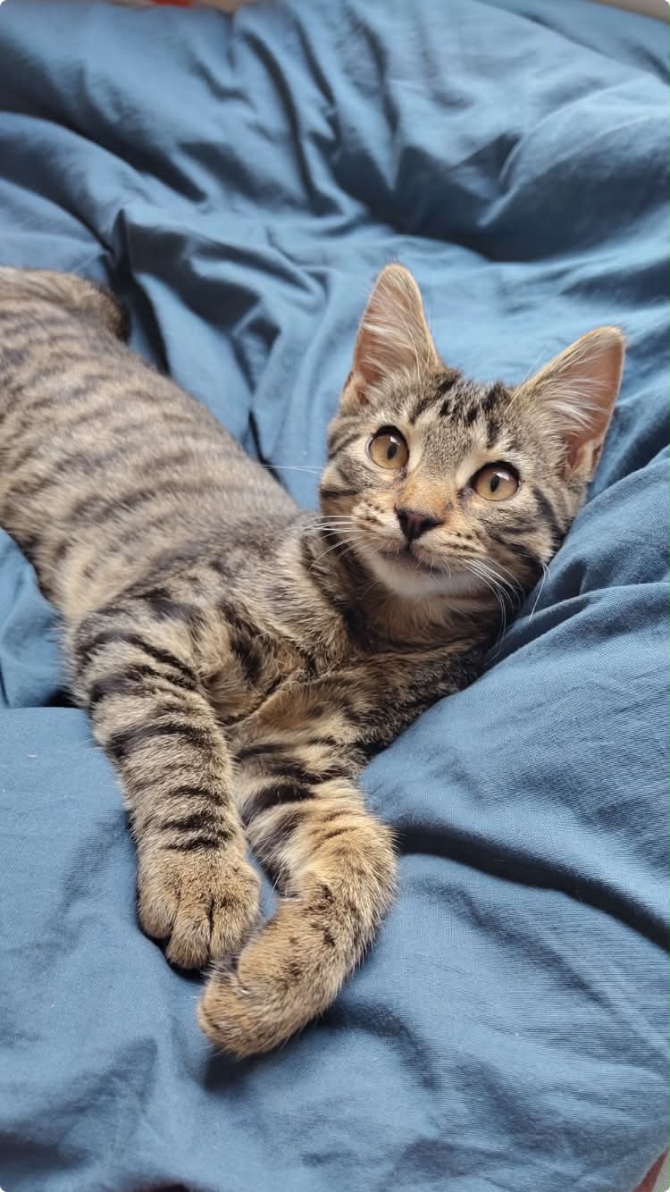 Photo du chat