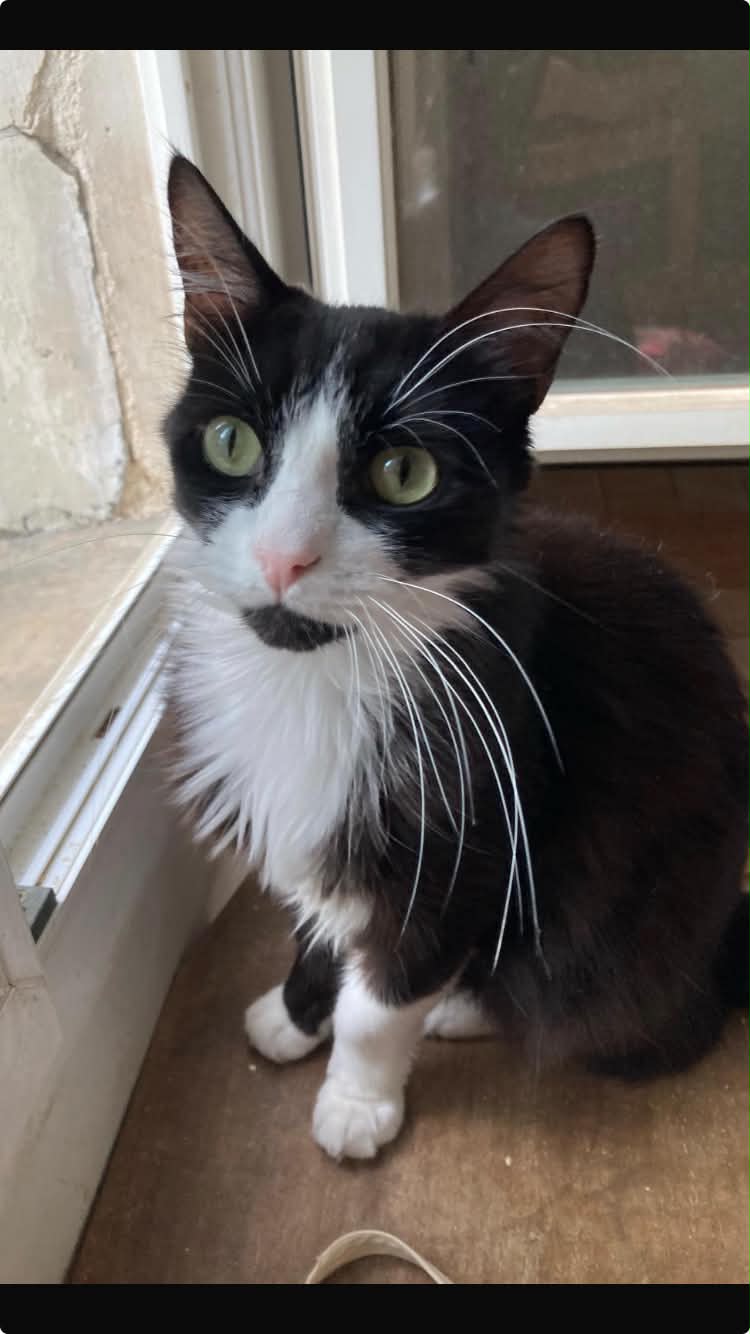 Photo du chat