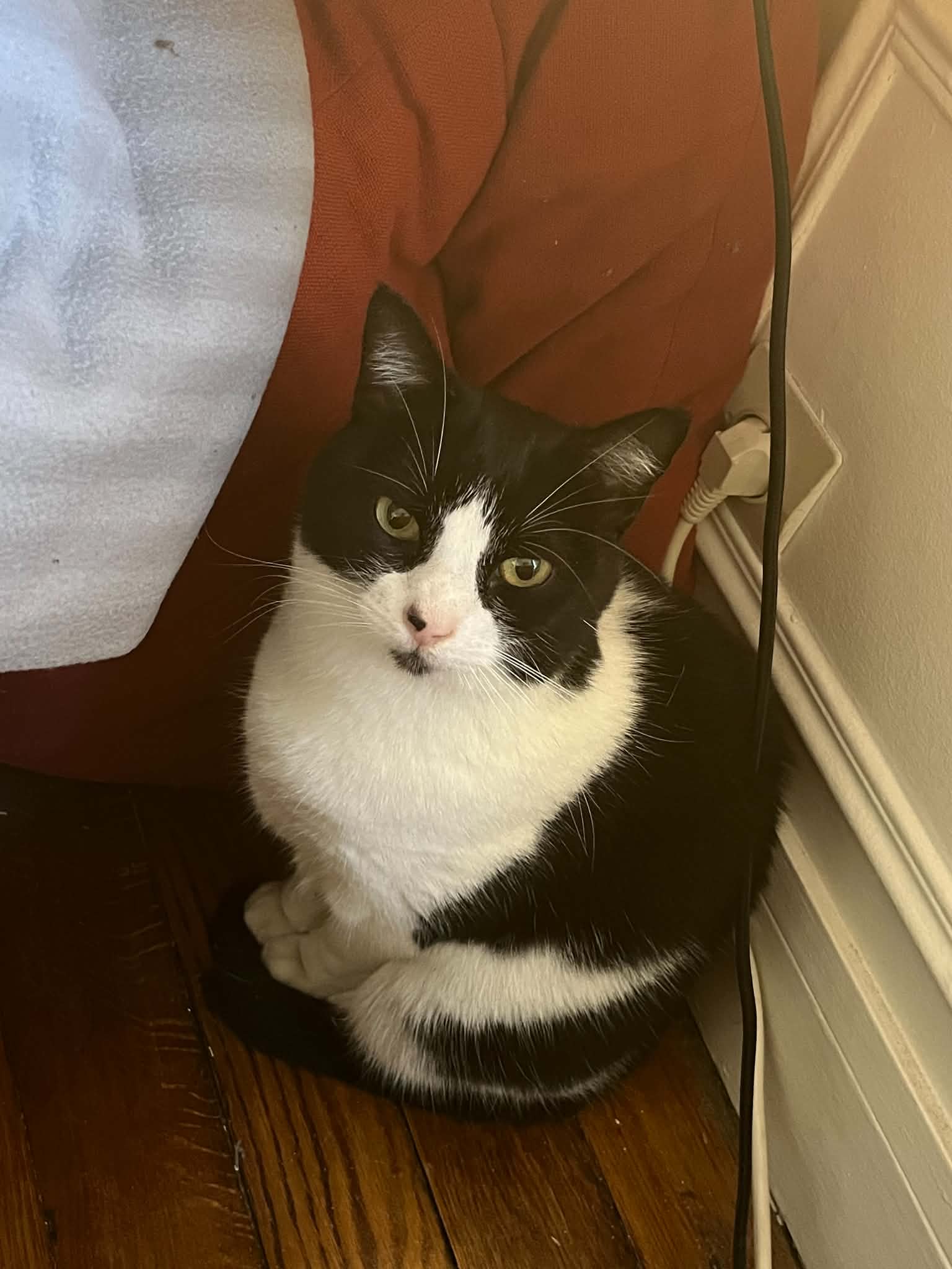 Photo du chat