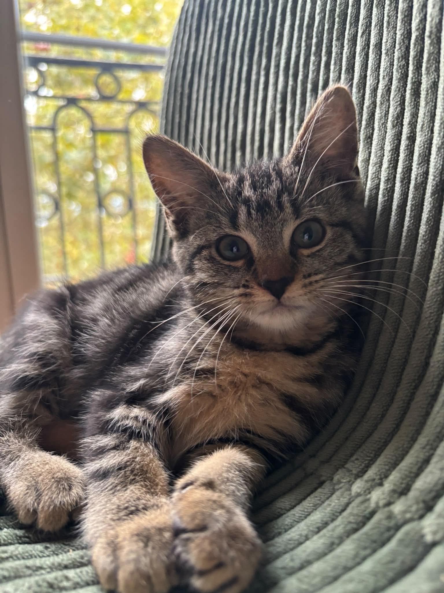 Photo du chat