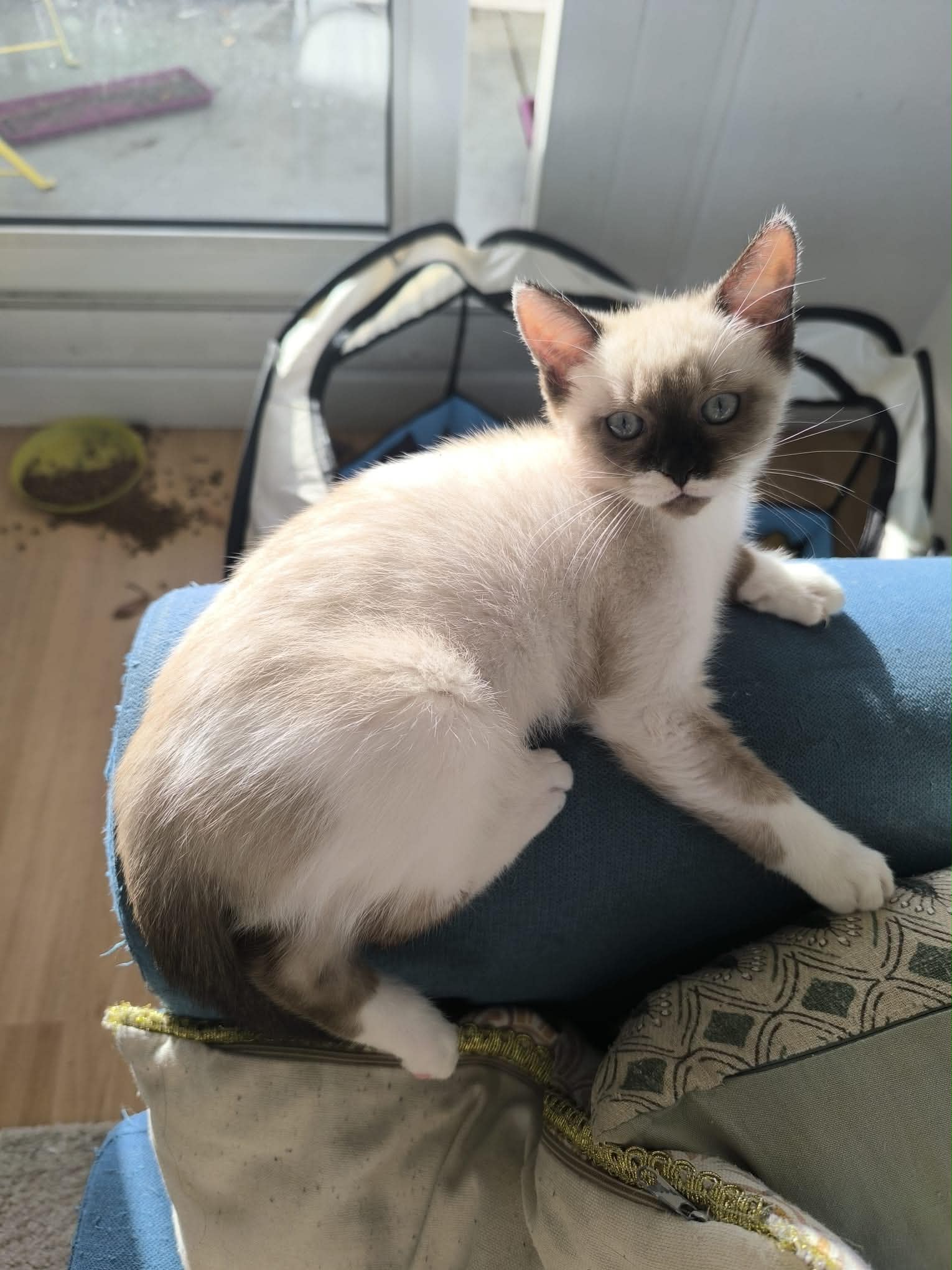 Photo du chat