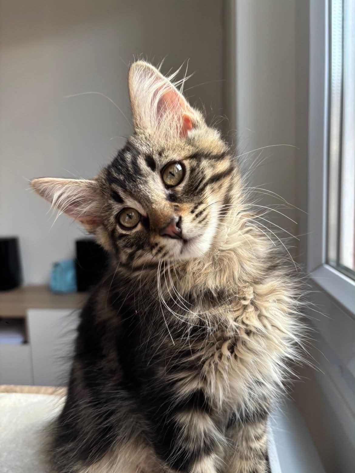 Photo du chat