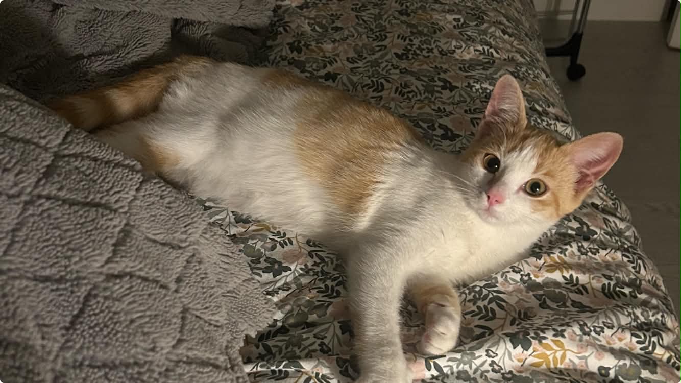 Photo du chat