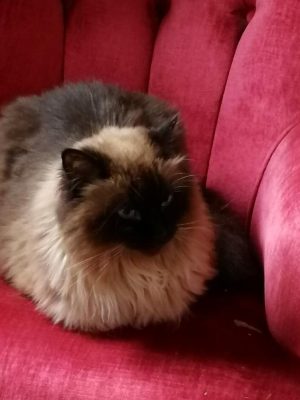 Choupette Choupette